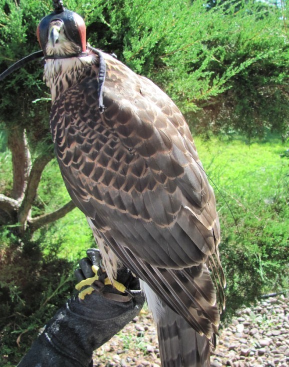 960g Goshawk fitted with Ultralight Backback & Marshall Micro Transmitter