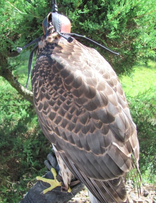 960g Goshawk fitted with Ultralight Backback & Marshall Micro Transmitter