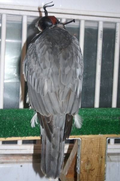 1050g Goshawk fitted with Ultralight Backback & Marshall Micro Transmitter