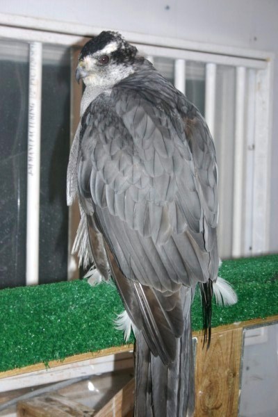 1050g Goshawk fitted with Ultralight Backback & Marshall Micro Transmitter