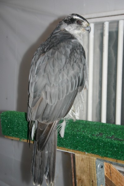 1050g Goshawk fitted with Ultralight Backback & Marshall Micro Transmitter