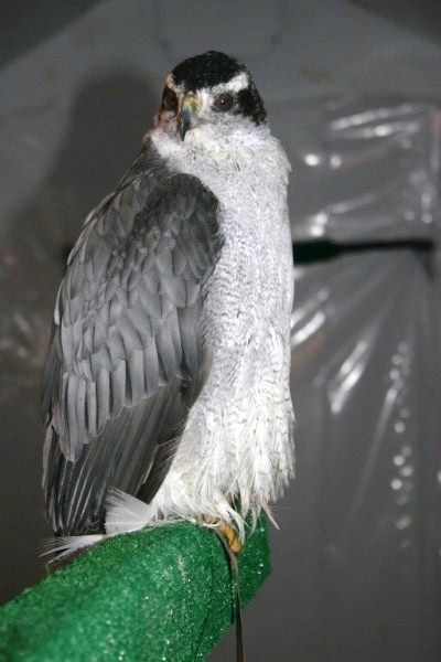 1050g Goshawk fitted with Ultralight Backback & Marshall Micro Transmitter