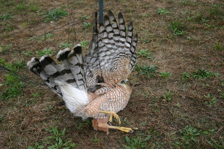 Another Cooper   captured with similar dho gazza