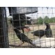 Trip Mechanism for Nestbox Starling Funnel Trap